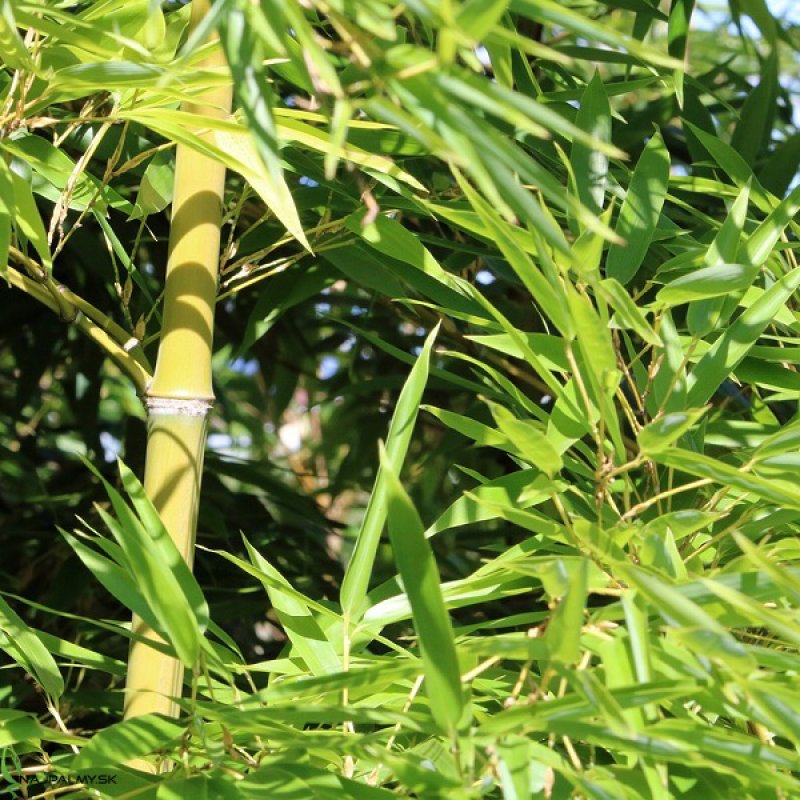 Bambusa Phyllostachys, Bambus ´BISSETTI´, kont. C10L, výška: 140-190 cm (-25°C)